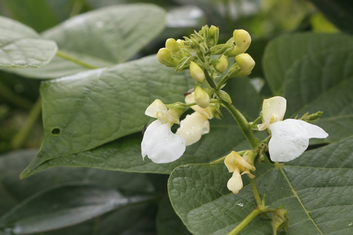 Phaseolus dumosus