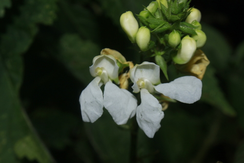 Phaseolus dumosus