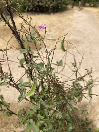 Phaseolus filiformis