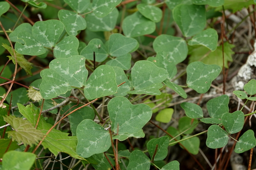 Phaseolus polystachios