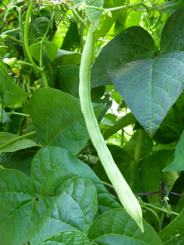 Phaseolus vulgaris