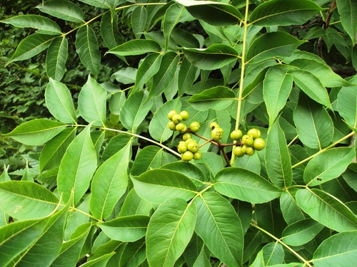 Phellodendron amurense
