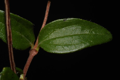 Philadelphus microphyllus