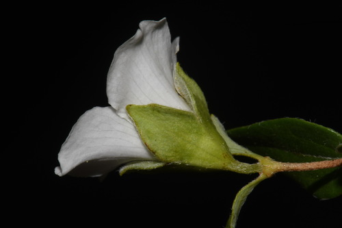 Philadelphus microphyllus