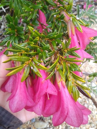 Philesia magellanica