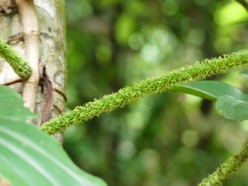 Philodendron squamiferum