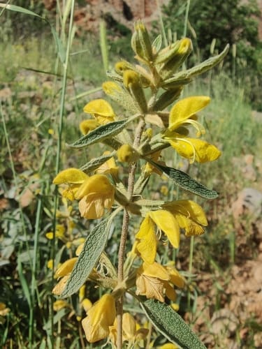Phlomis armeniaca