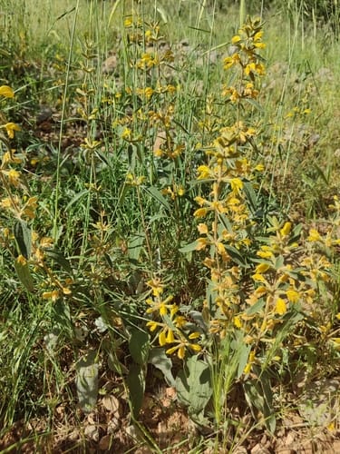 Phlomis armeniaca