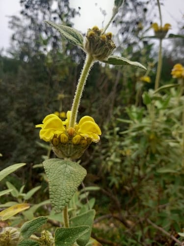 Phlomis lycia