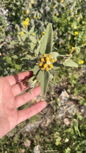 Phlomis lycia