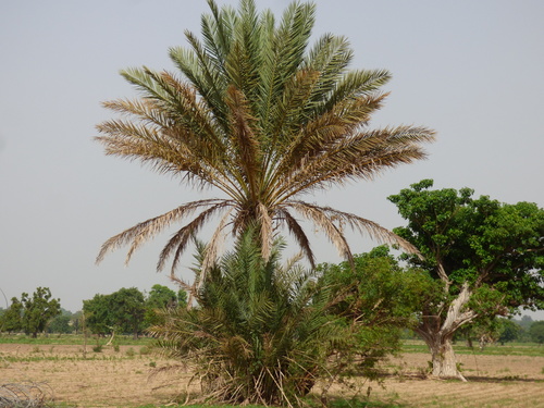 Phoenix dactylifera
