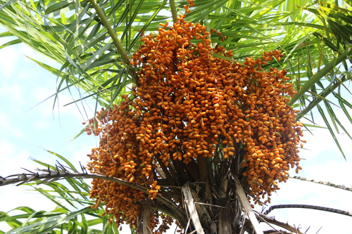 Phoenix reclinata