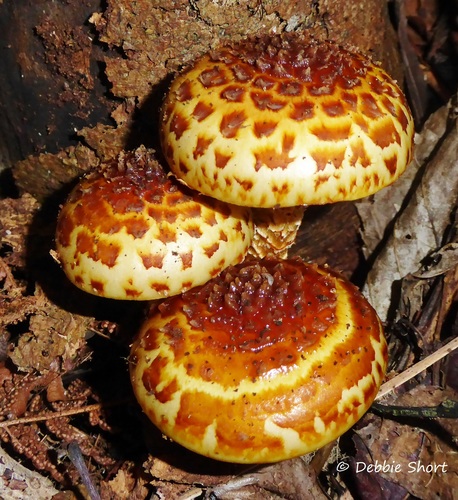 Pholiota aurivella