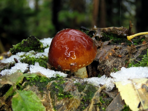 Pholiota lubrica