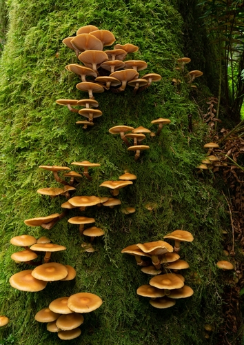 Pholiota mutabilis