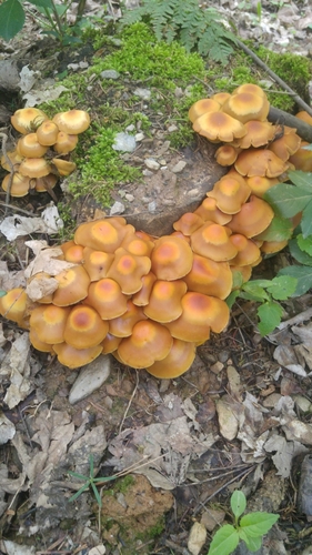 Pholiota mutabilis