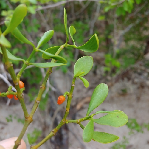 Phoradendron quadrangulare