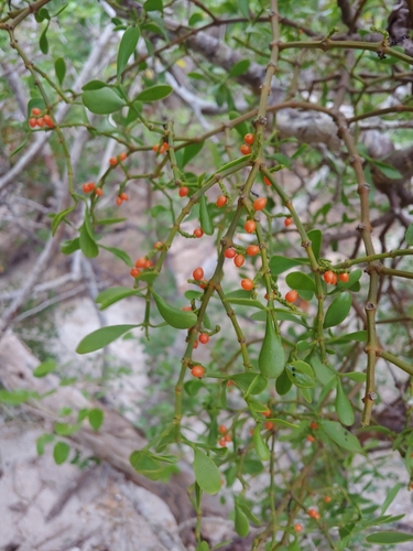 Phoradendron quadrangulare
