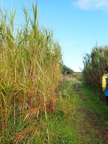 Phragmites karka