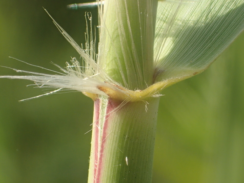 Phragmites karka