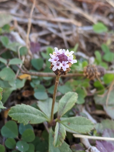 Phyla nodiflora