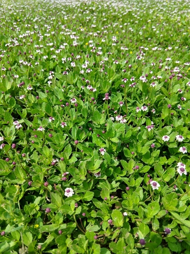 Phyla nodiflora