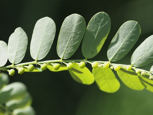 Phyllanthus amarus