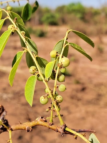 Phyllanthus casticum