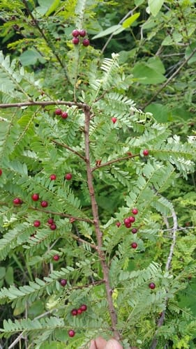 Phyllanthus casticum