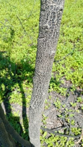 Phyllanthus chacoensis