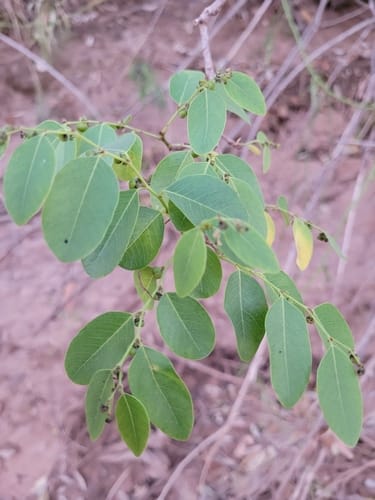 Phyllanthus ciccoides
