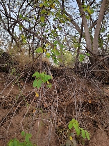 Phyllanthus ciccoides