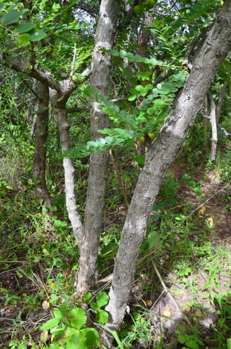 Phyllanthus engleri