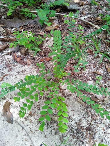 Phyllanthus nummulariifolius