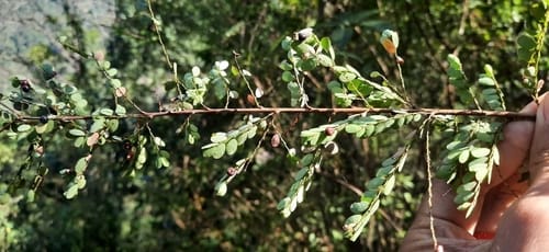 Phyllanthus parvifolius