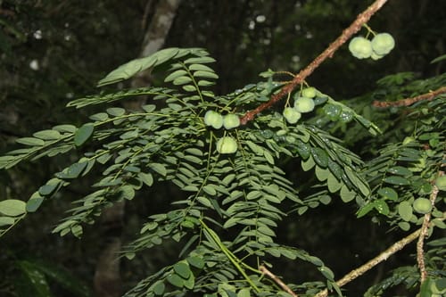 Phyllanthus polyanthus