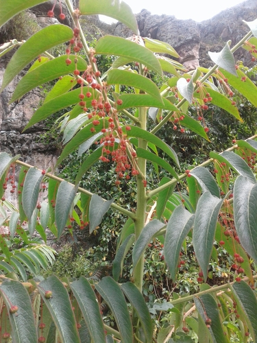 Phyllanthus salviifolius