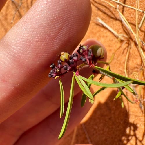 Phyllanthus warnockii