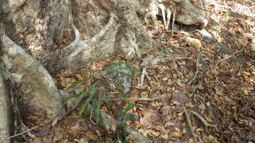 Phyllarthron comorense