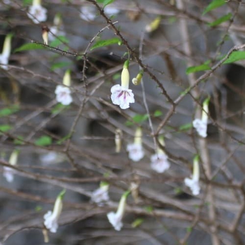 Phylloctenium bernieri