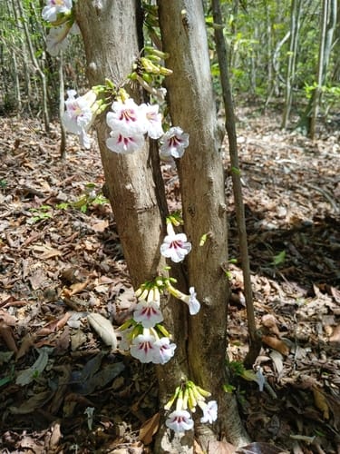 Phylloctenium bernieri