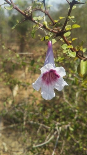 Phylloctenium decaryanum