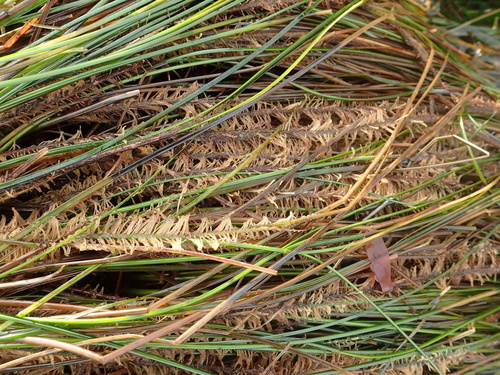 Phyllospadix torreyi