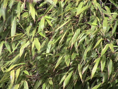 Phyllostachys angusta