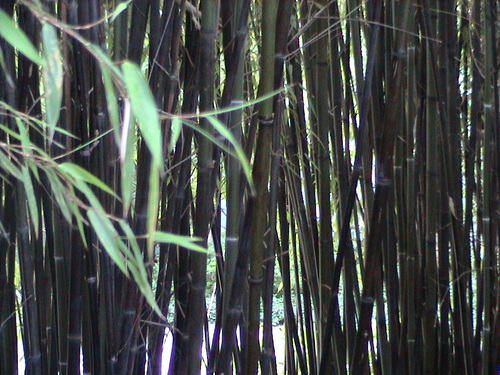 Phyllostachys angusta