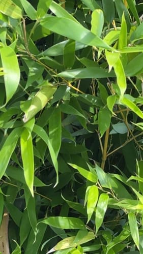Phyllostachys aurea