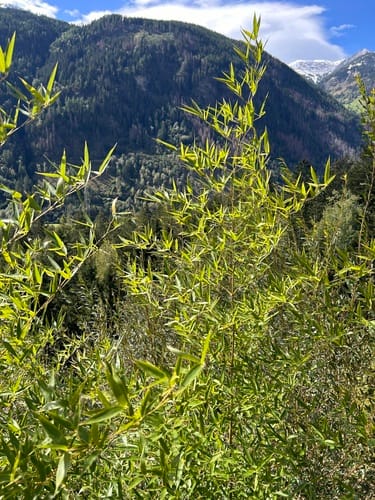 Phyllostachys bissetii