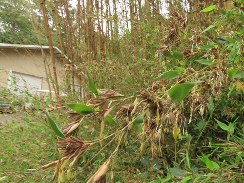 Phyllostachys nidularia