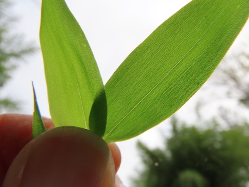 Phyllostachys nidularia