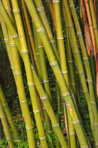 Phyllostachys reticulata